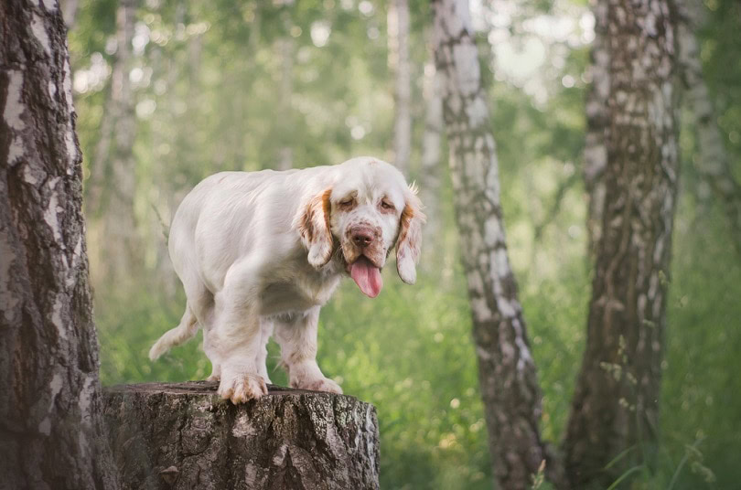 clumber spaniel retriever puppy