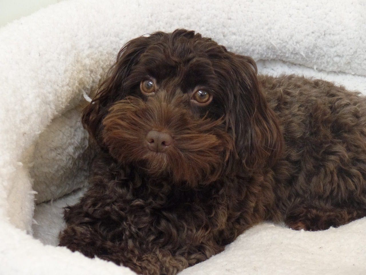 cockapoo in its bed