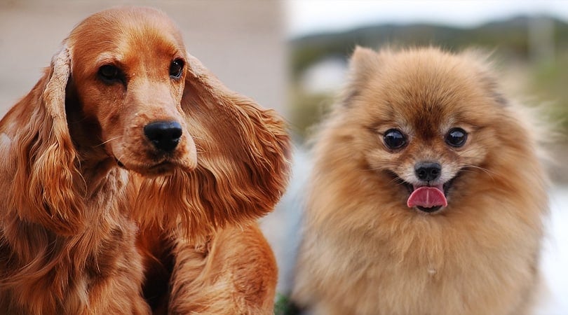 cocker pomeranian