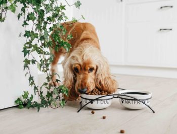 cocker spaniel eating