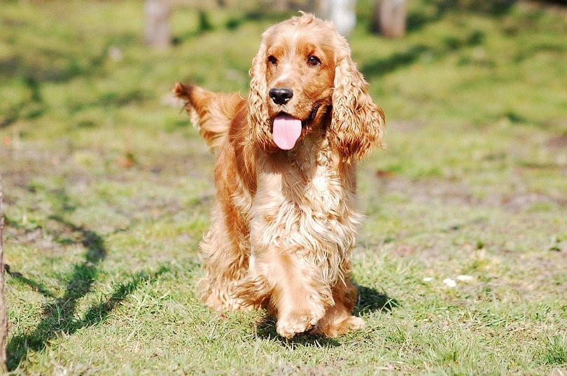 Sprocker Spaniel Dog Breed Info