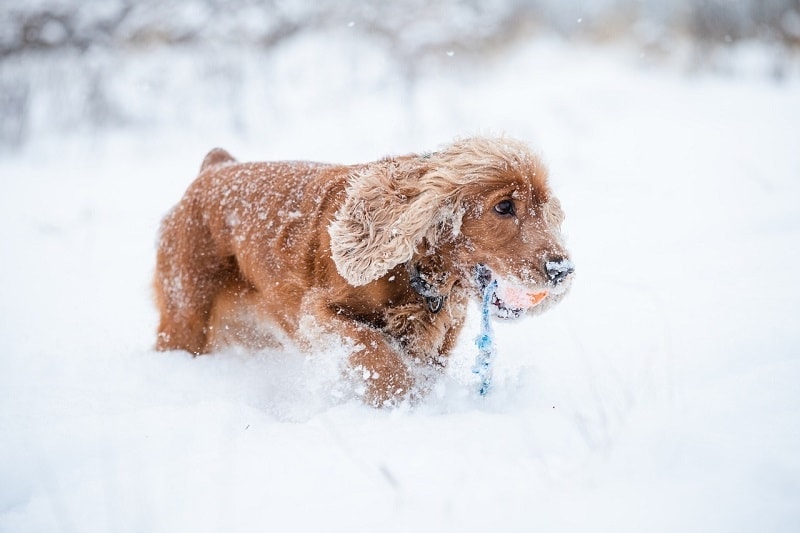 cocker spaniel walking on snow