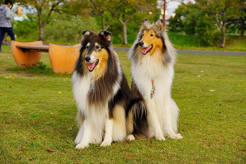 collie