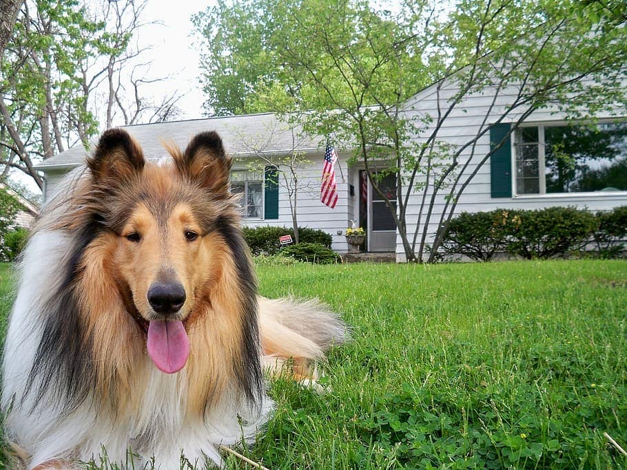 rough and smooth collie