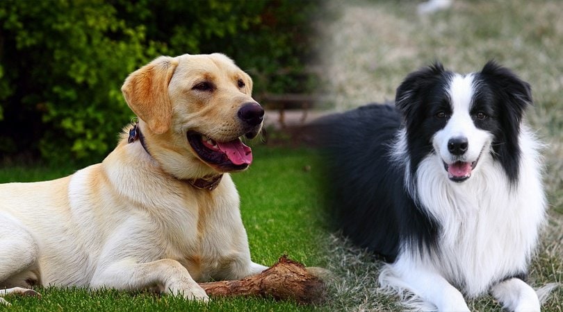 collie lab