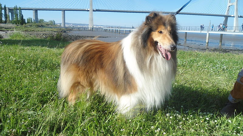 collie outdoor