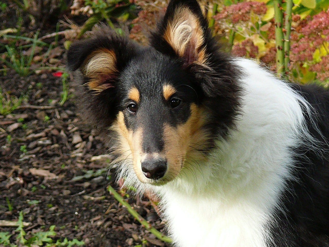 collie puppy