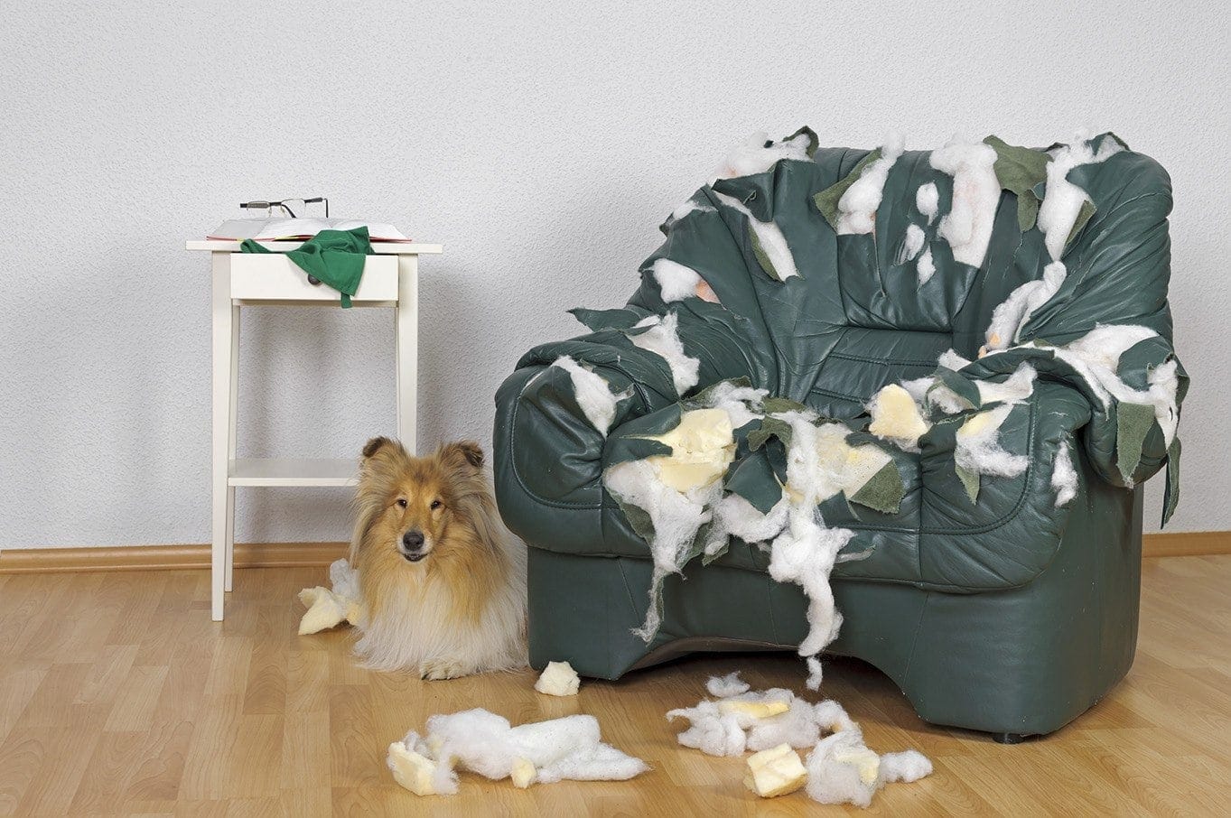 collie ruined a chair