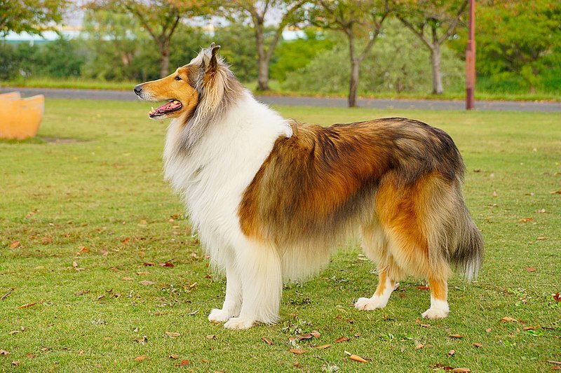 collie side