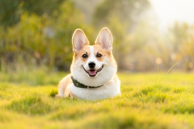 corgi