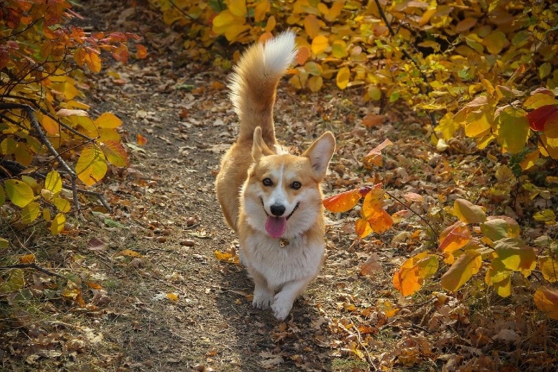 do corgis need walks