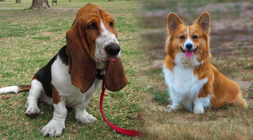 corgi basset hound