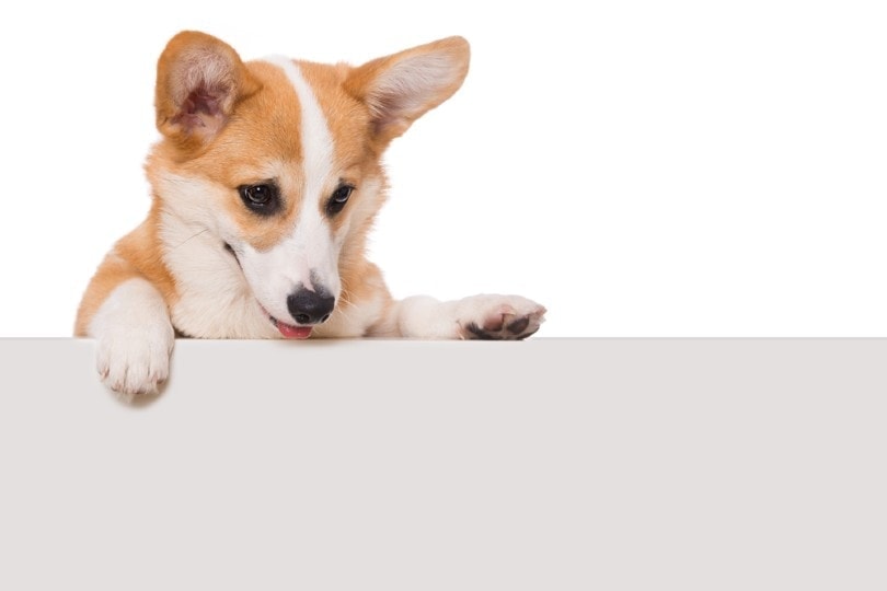 corgi dog licking wall