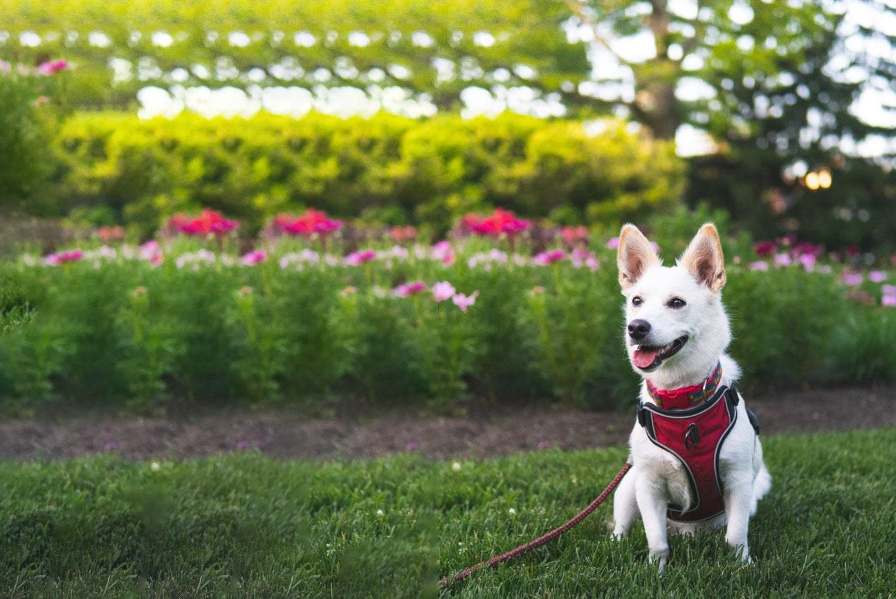 corgi husky mix