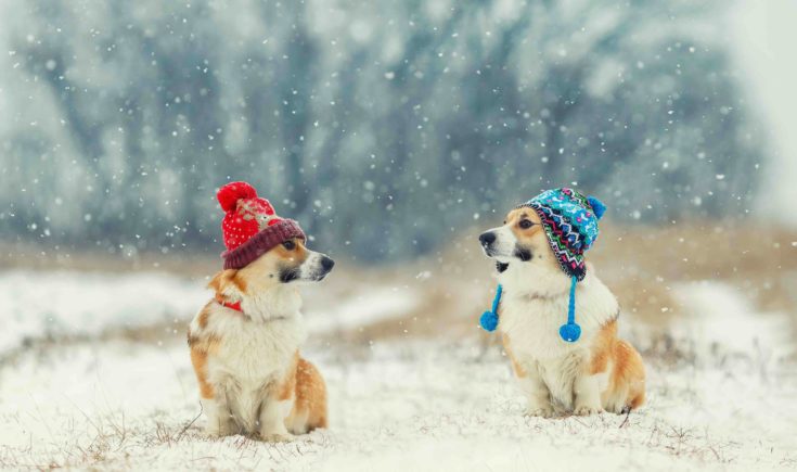 corgies in winter hats