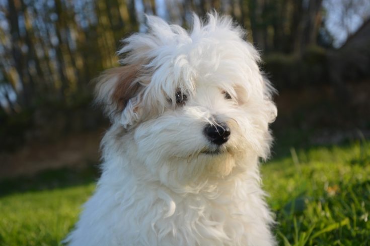 coton de tulear