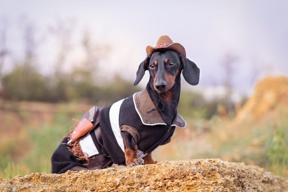 100+ Dachshund Dog Names: Wonderful Wiener Winner Ideas | Hepper