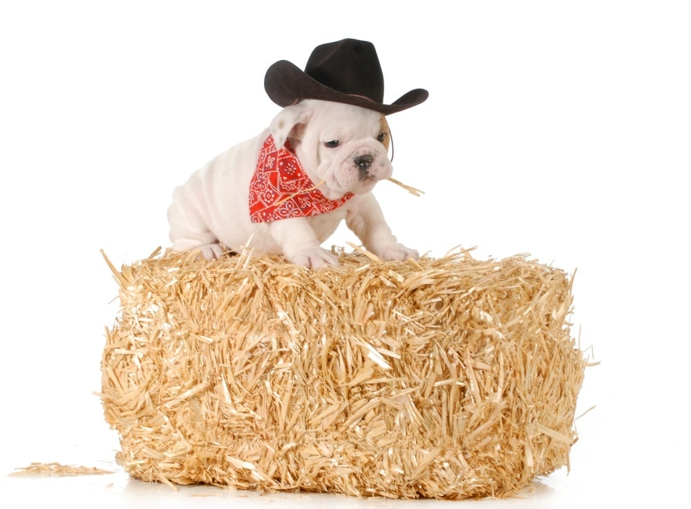 country puppy hay bale
