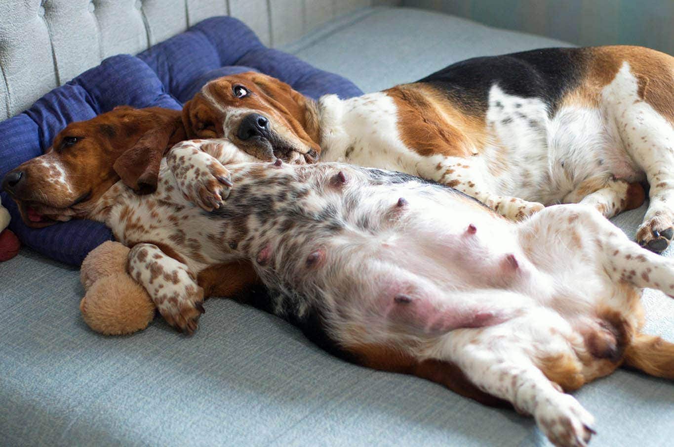 A Basset Hound in labor