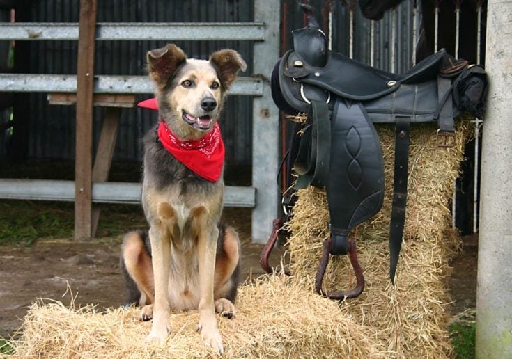 Cowboy dog