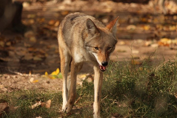 7 Dogs That Look Like Coyotes (With Pictures) | Hepper