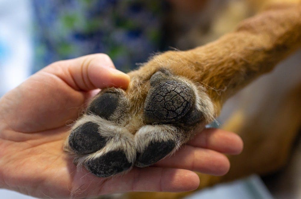 vet showing cracked paw pad of german shepherd