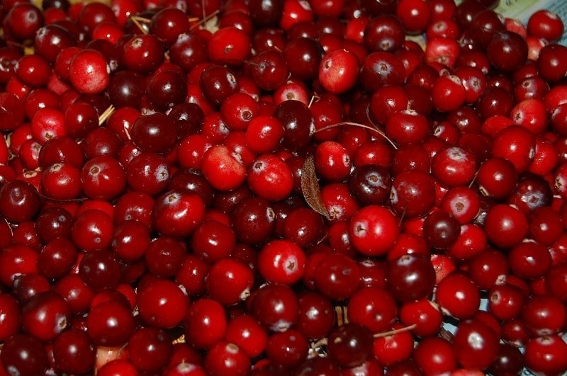 cranberries pixabay 2