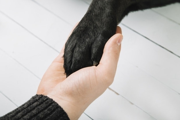 paw shake dog trick