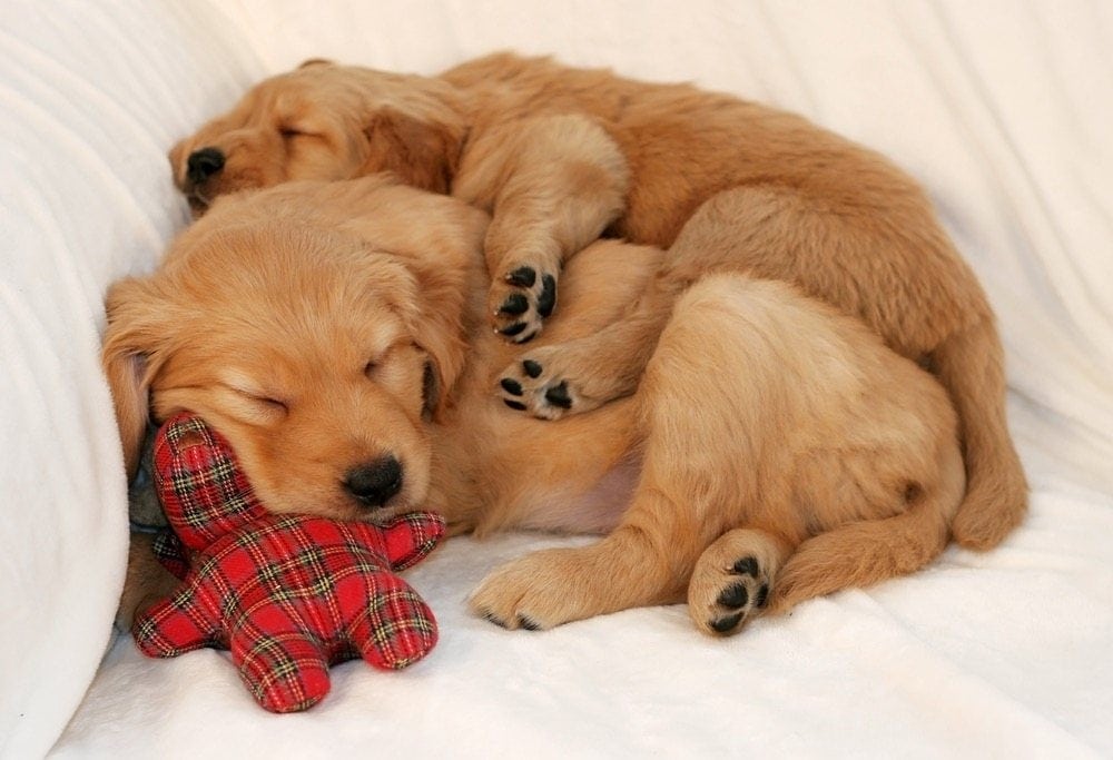 golden retriever puppies cuddling