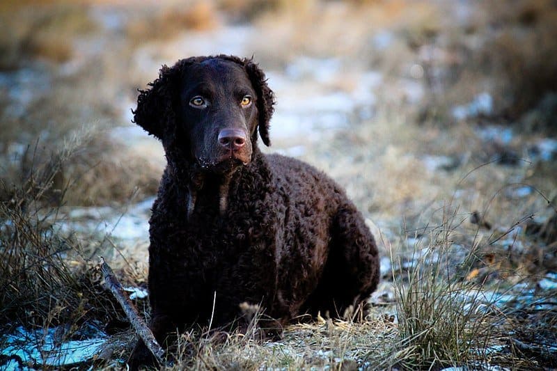 curly coated retriever