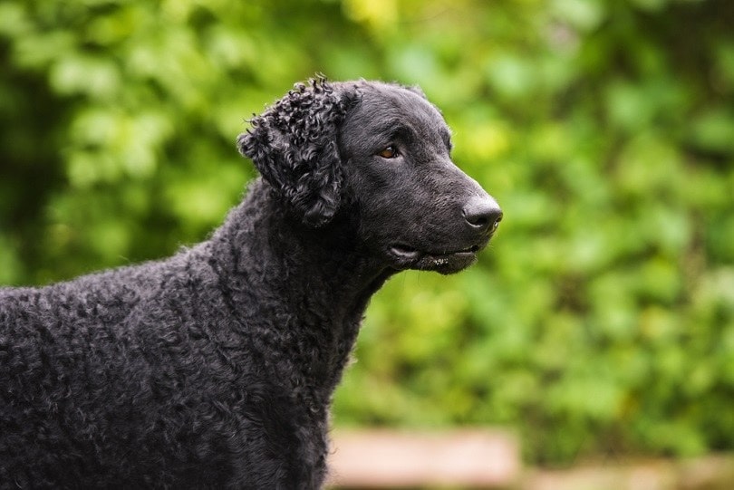curly-coated-retriever-dog-outdoors_otsphoto_shutterstock