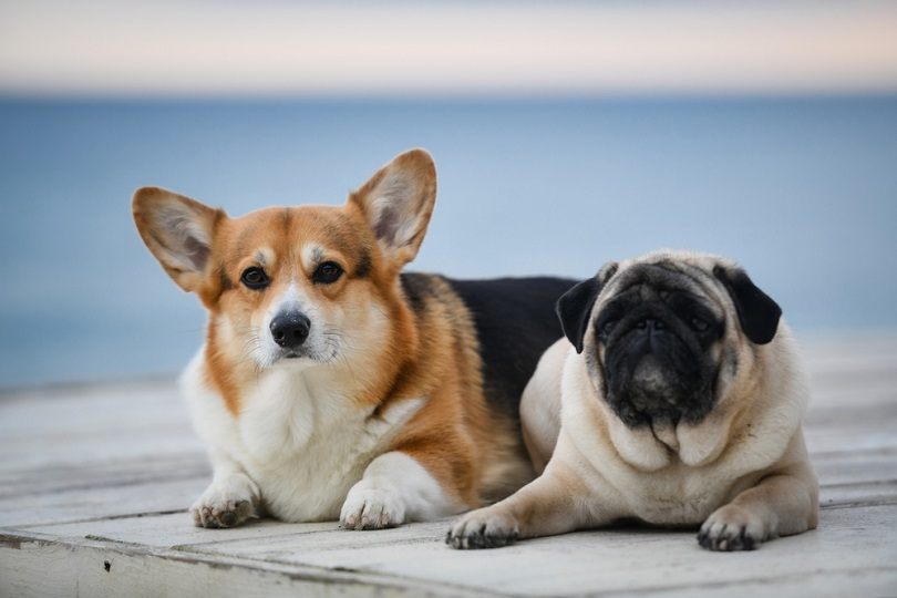 cute adorable pug and corgi outside_MDavidova_shutterstock