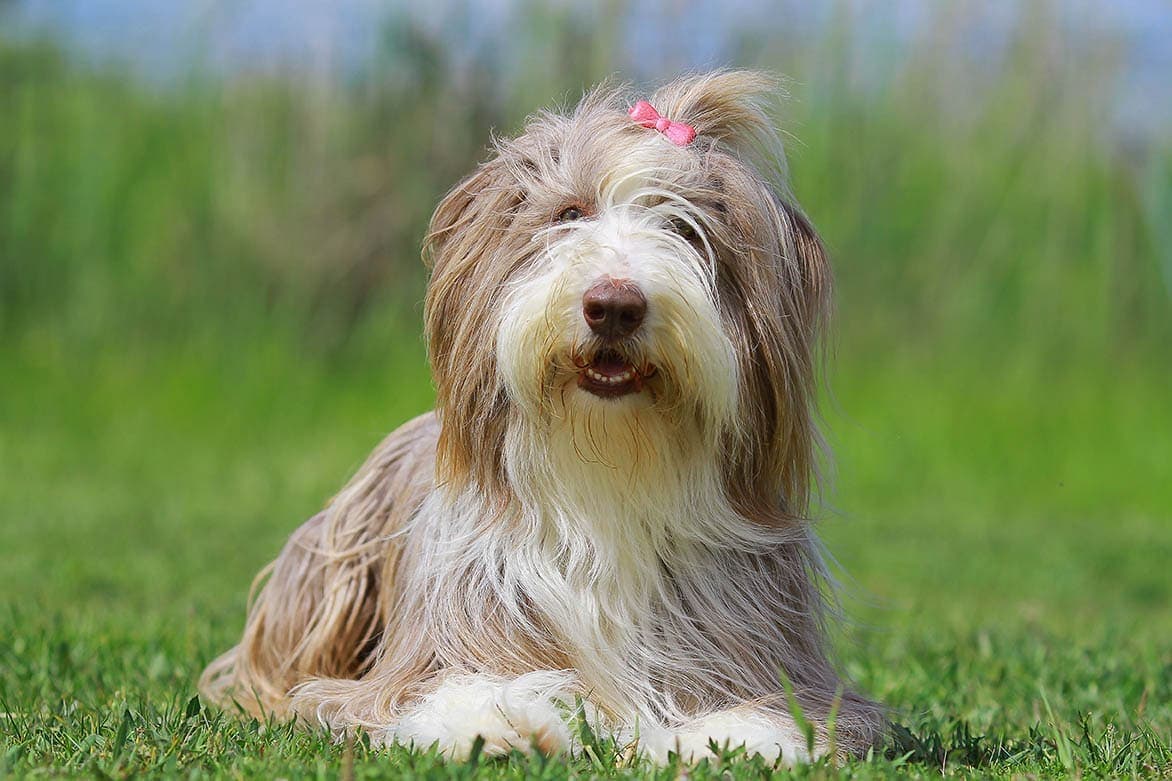 cute bearded collie