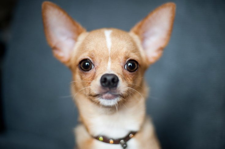 cute chihuahua portrait