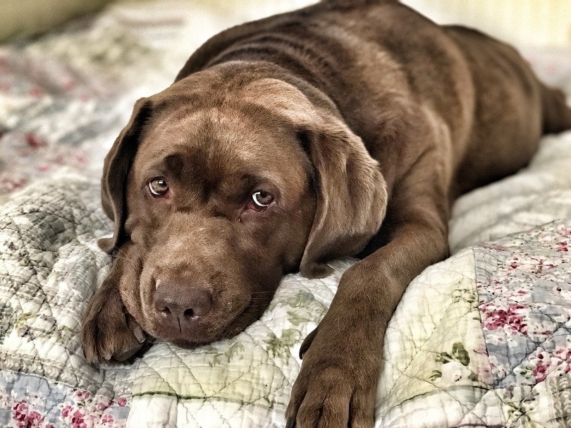 cute dog on bed