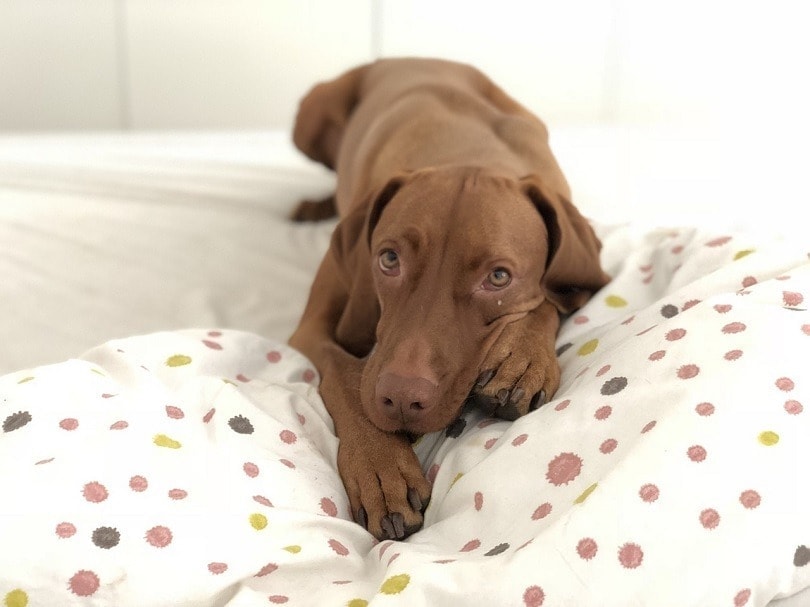 cute dog scratching bed