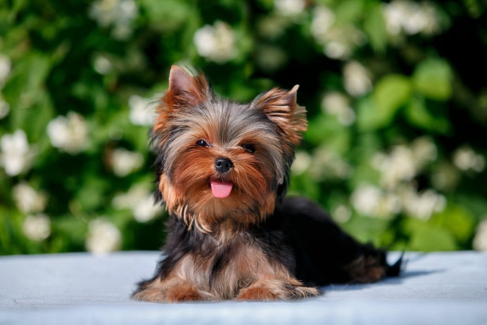cute little Yorkshire terrier puppy