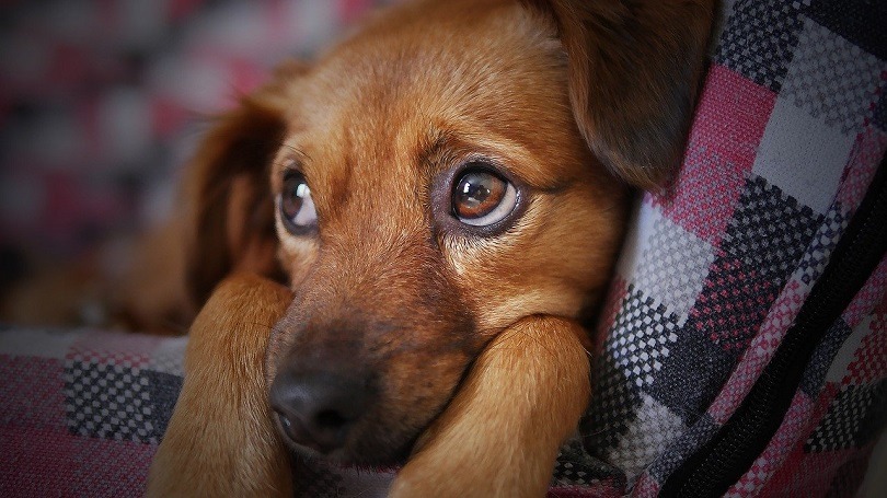 What color eyes do most dogs have?