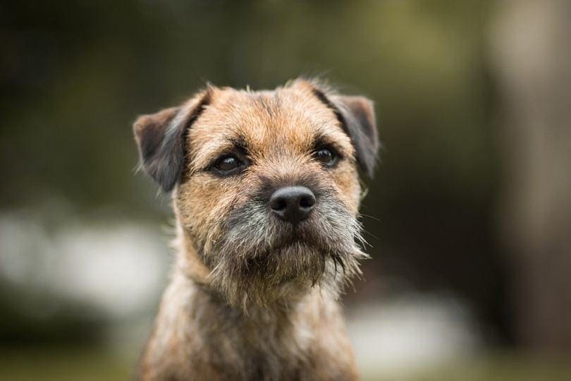 20 Dog Breeds that Love to Dig with Pictures Hepper
