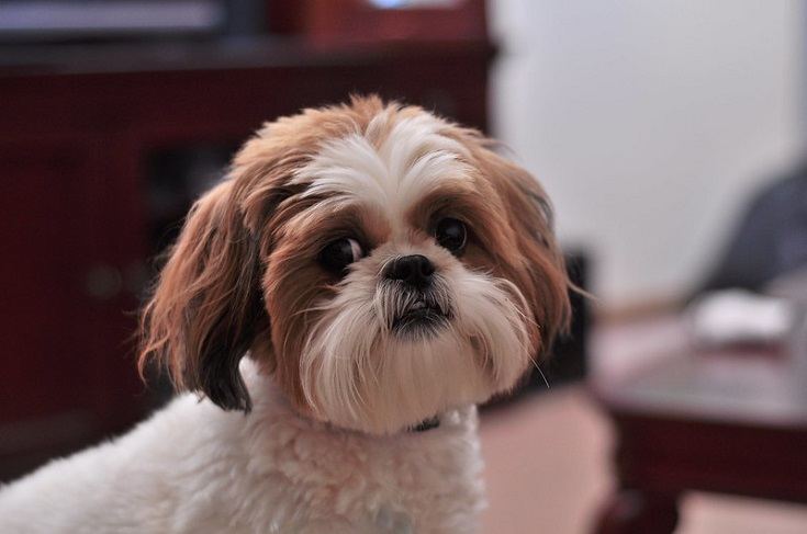 are shih tzu dogs intelligent