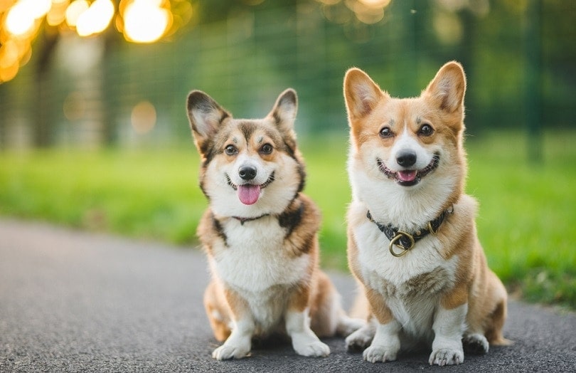 cute welsh corgi pembroke dogs