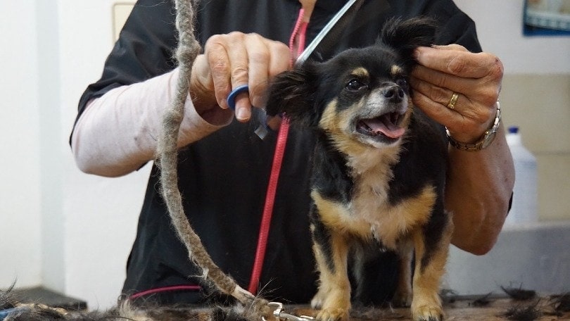 cutting dog's hair