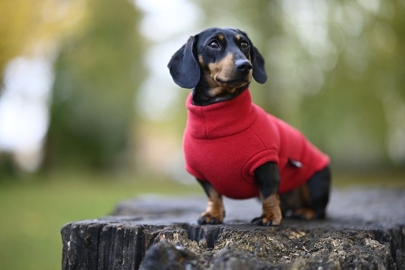 dachschund modeling