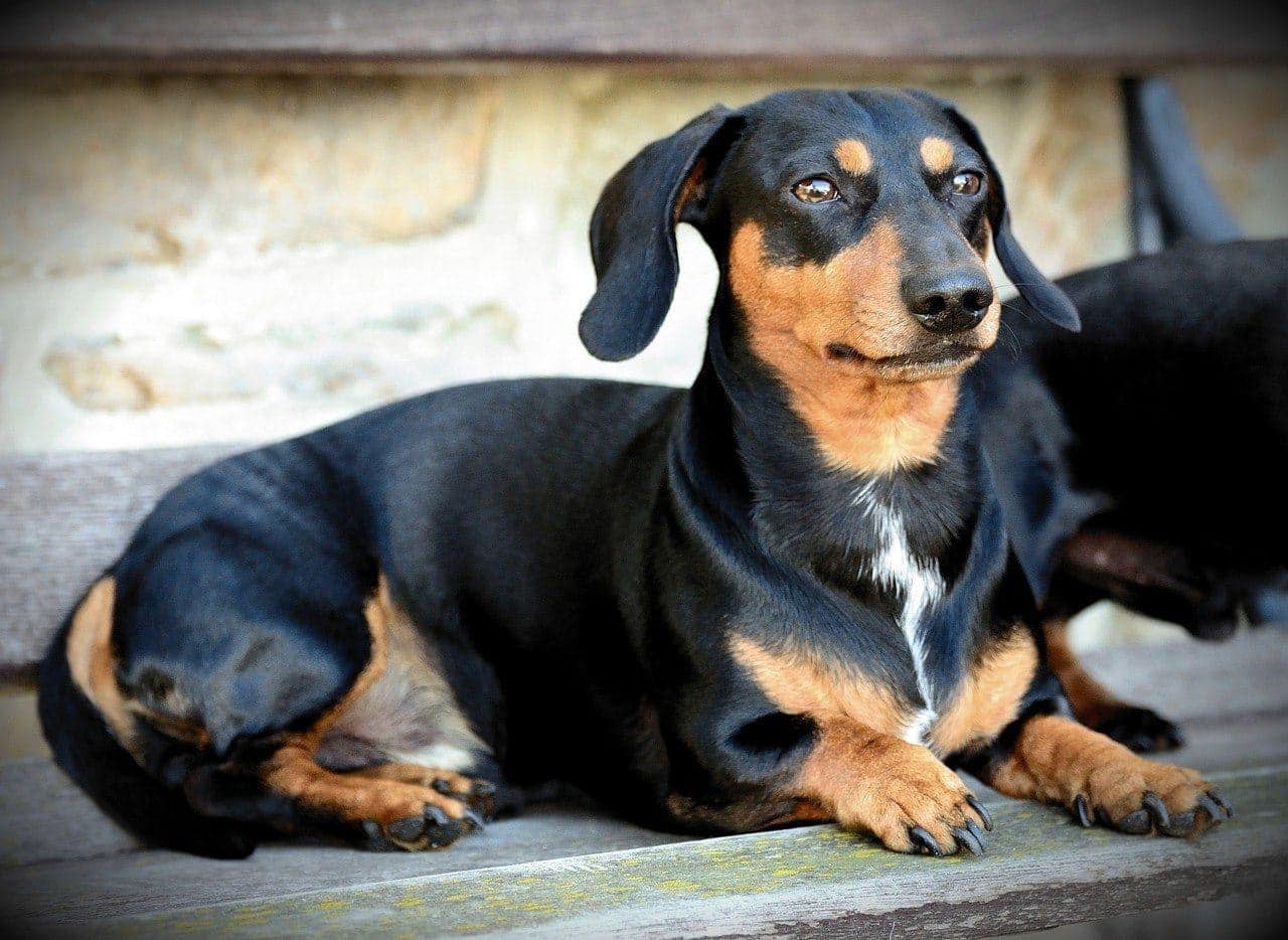 Top 20 Black & Tan Dog Breeds (With Pictures) - Hepper