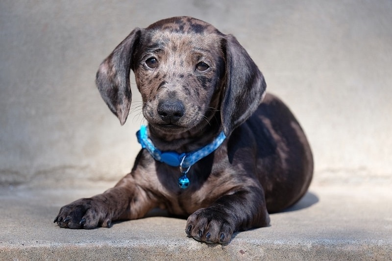 dachshund