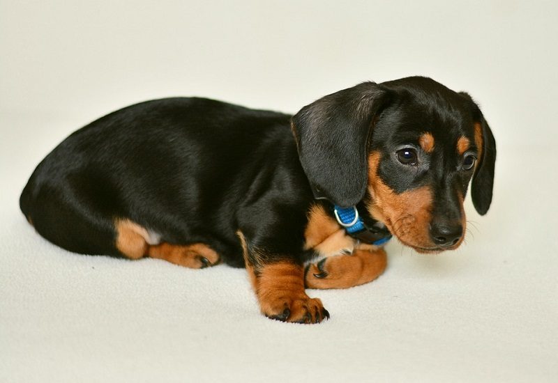 dachshund