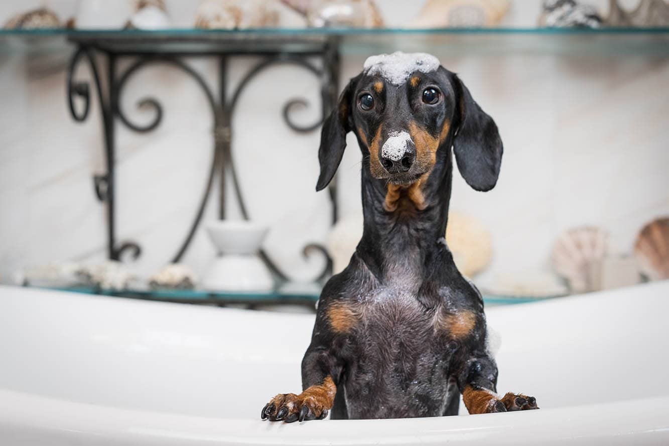 dachshund bath time