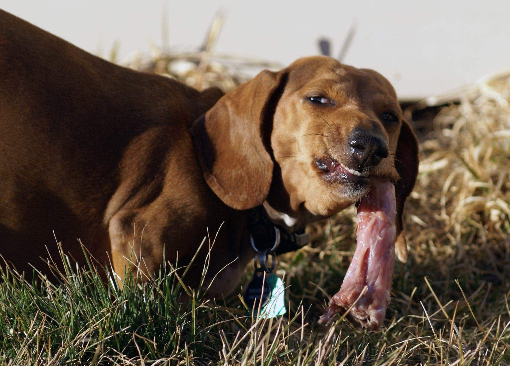 dachshund eating turkey bone