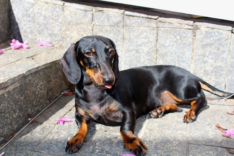 dachshund laying