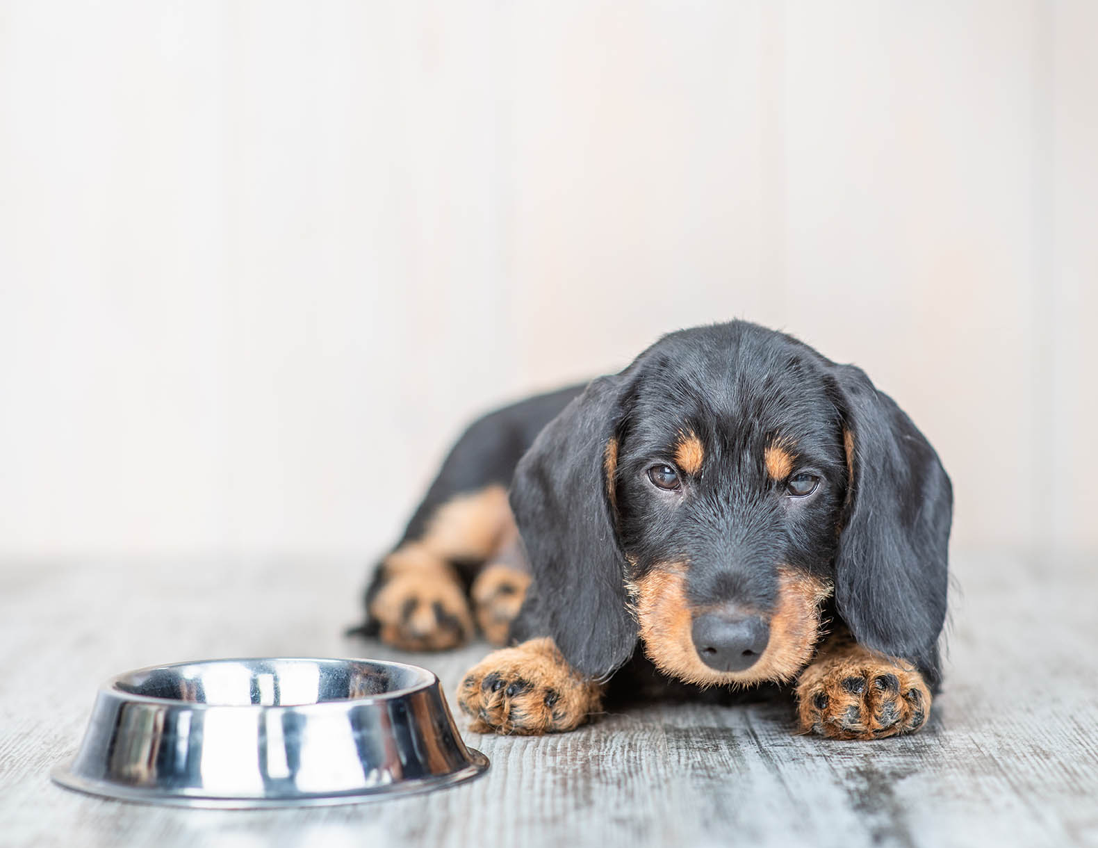 dachshund not drinking